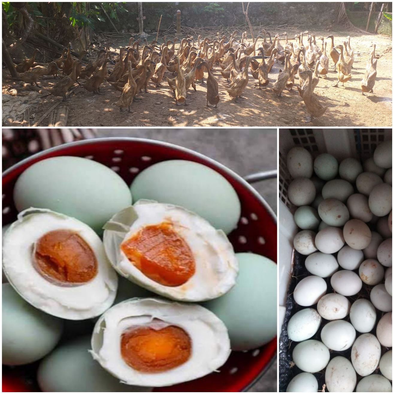 Paguyuban Peternak Bebek Cilacap