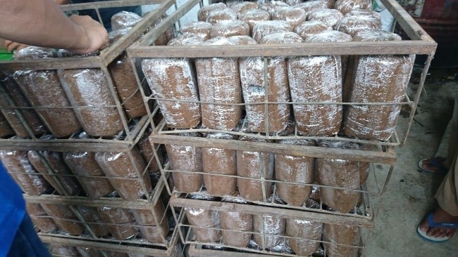 Kelompok Petani melenial Desa Bunton 