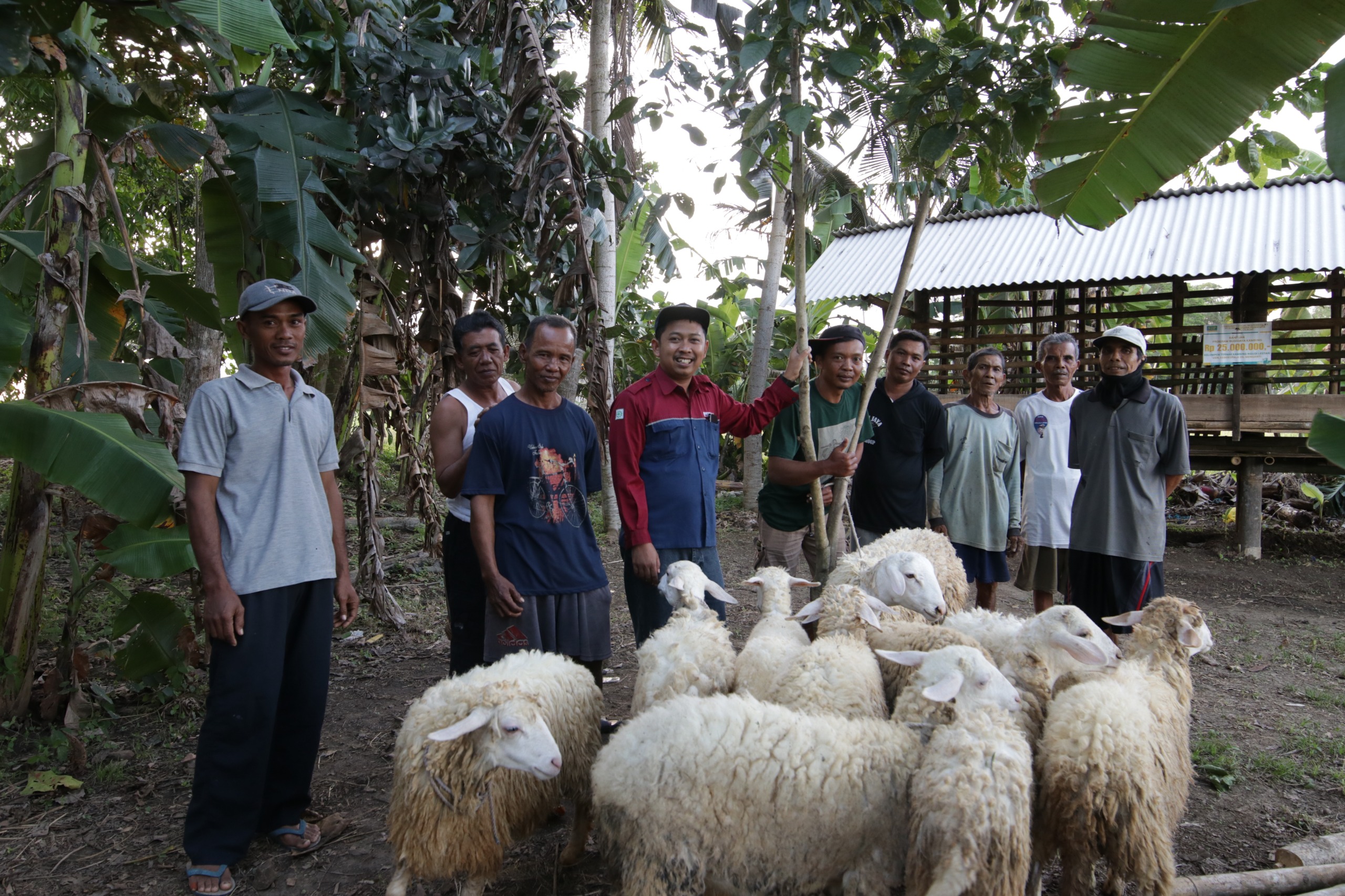 Kelompok Ternak Kambing Ngudi Lestari Kebokepala Desa Karangkandri