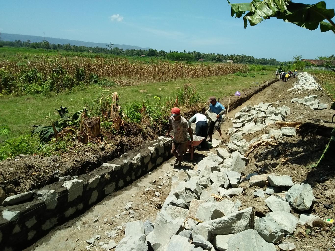 Lahan Pertanian di Desa Glempang, Kecamatan Maos