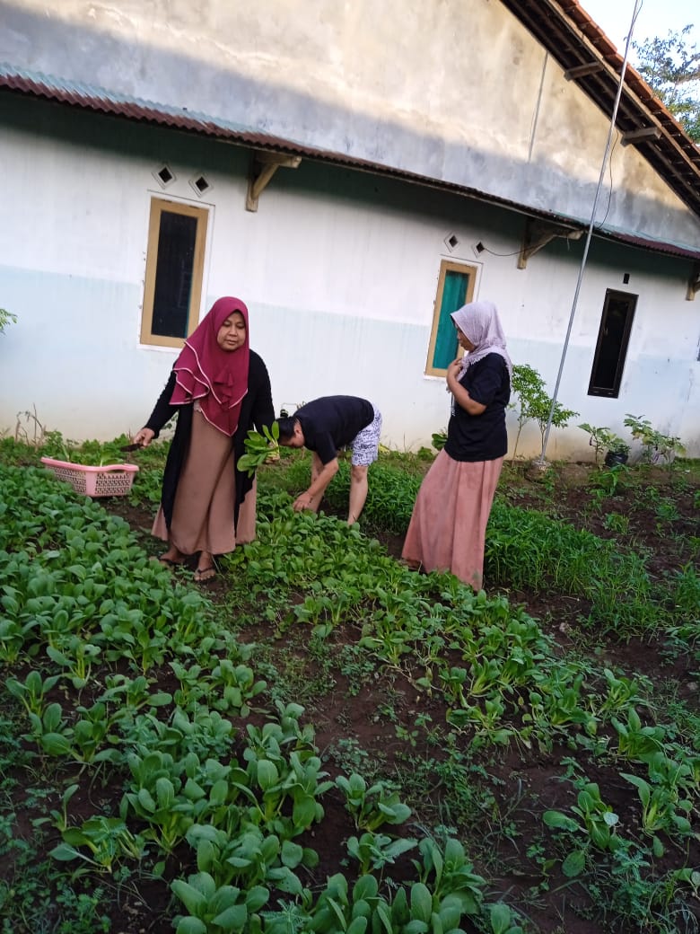 Ketapang Pelastri (Ketahanan Pangan dan Pekarangan Lestari) Kelurahan Kutawaru Cilacap Tengah