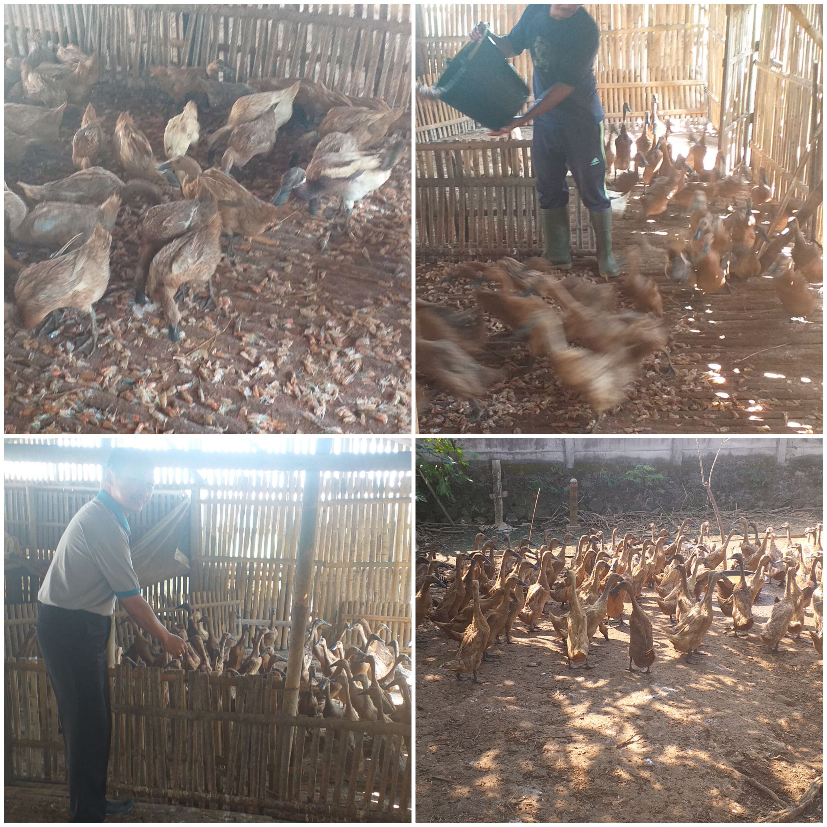 Paguyuban Peternak Bebek Cilacap