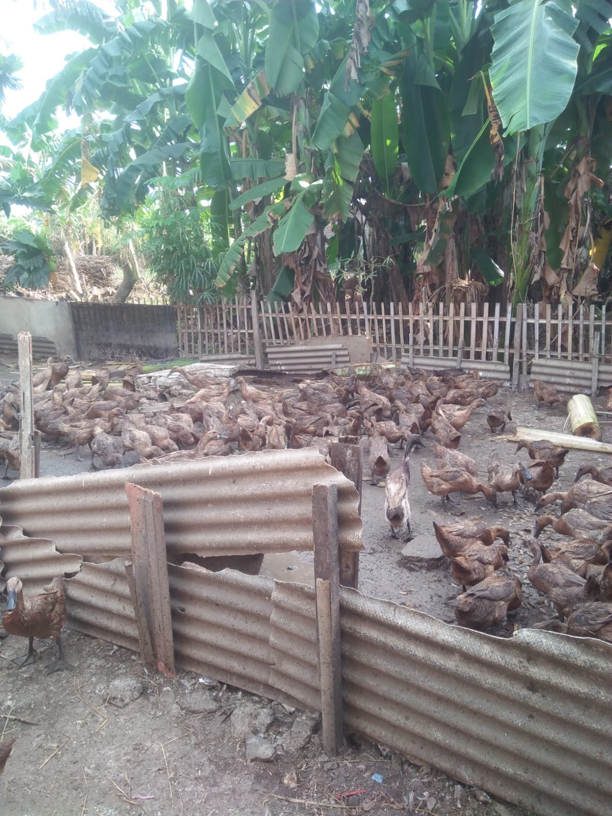 Peternak bebek di Kabupaten Cilacap