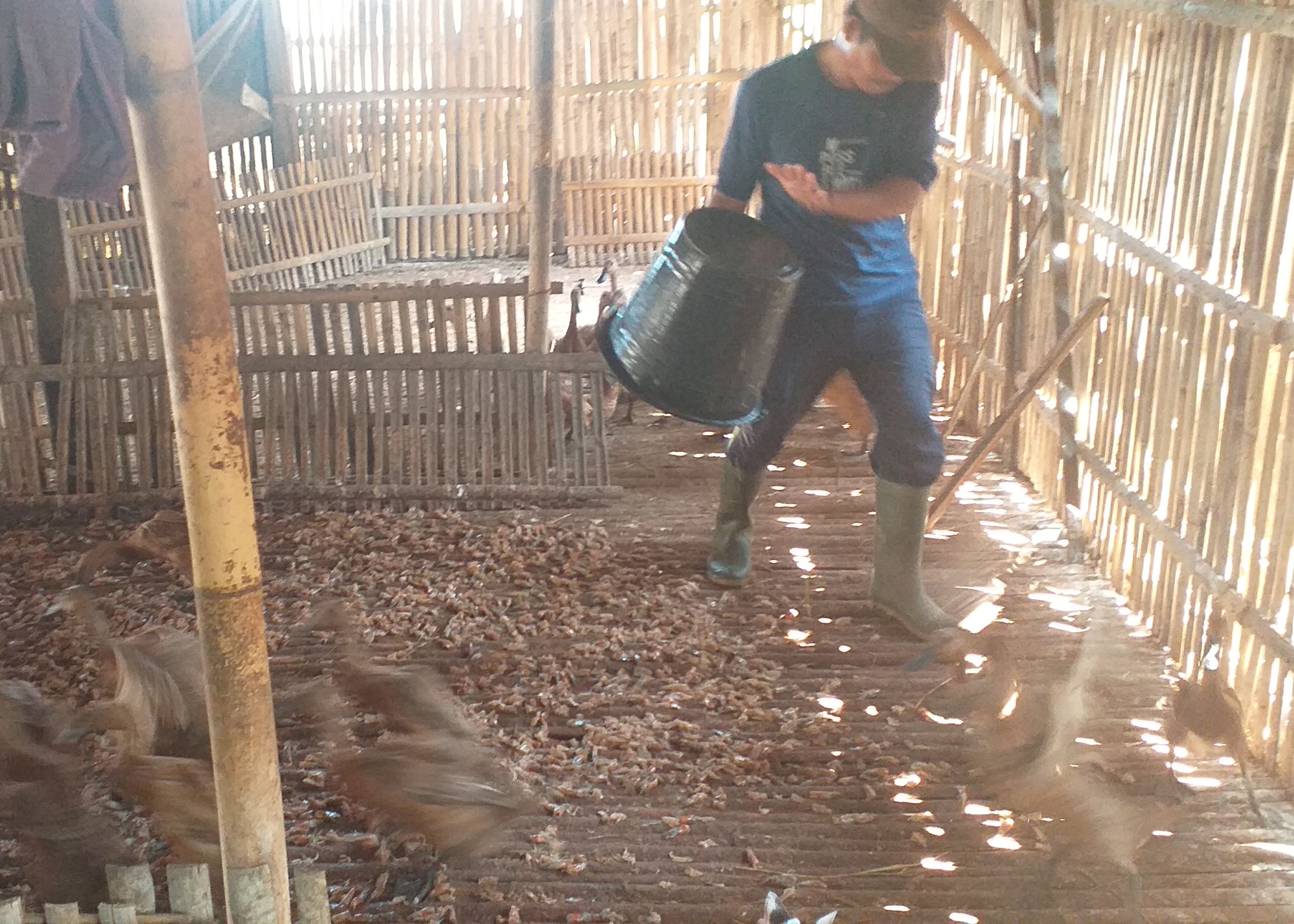 Peternak bebek di Cilacap