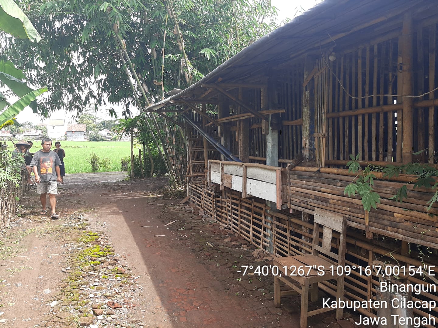 Bibit Ternak kambing