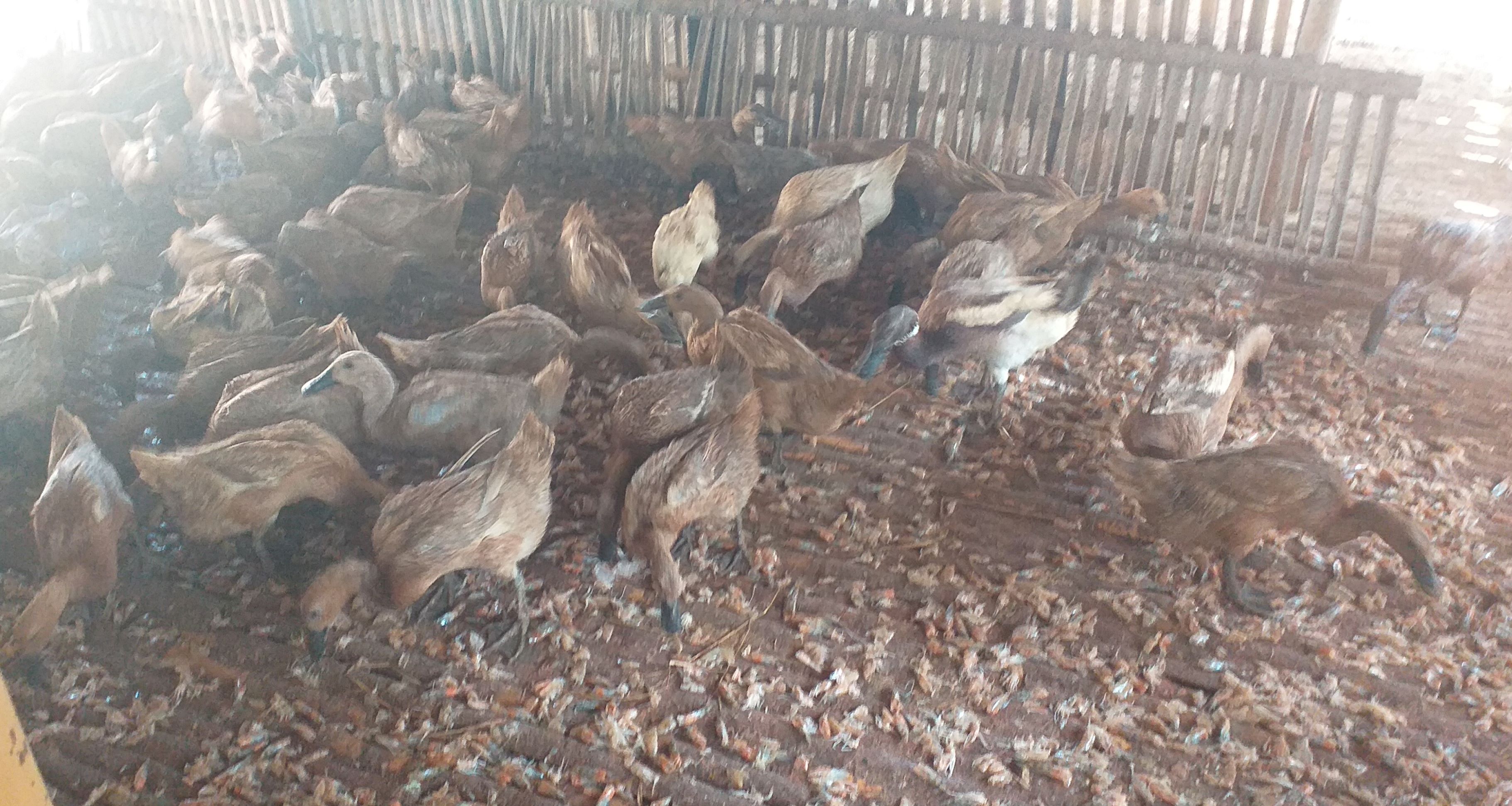 Peternak bebek di Cilacap