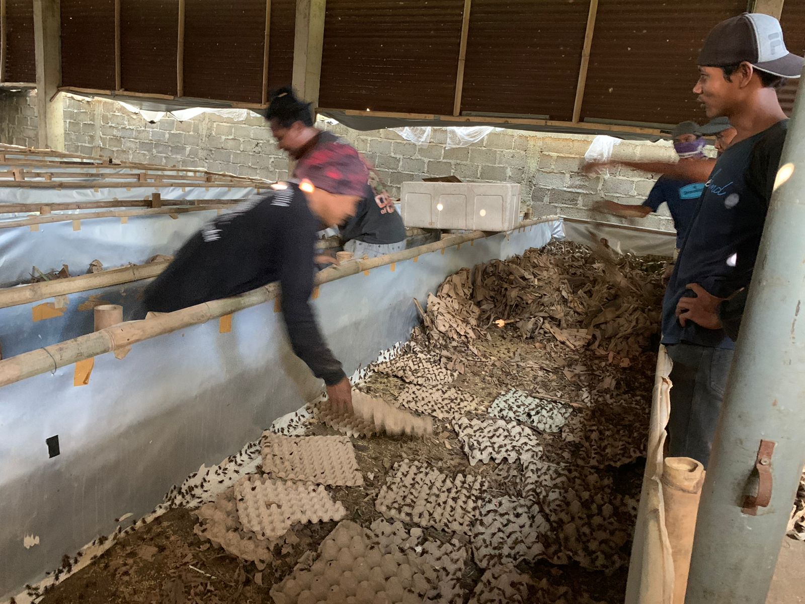 Jangkrik Bos Desa Mernek