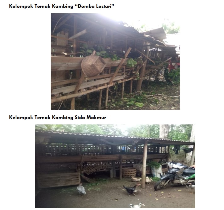 gabungan kelompok ternak sidaurip 