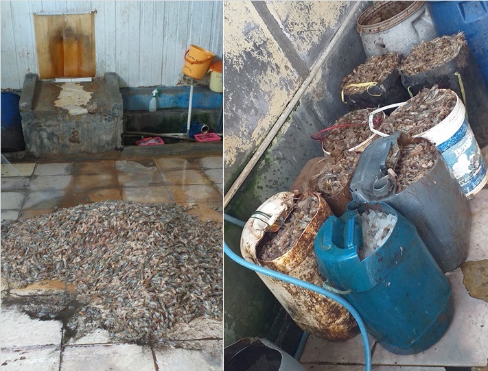 Paguyuban peternak bebek Cilacap