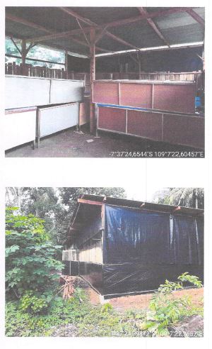 BANTUAN KELOMPOK TERNAK JANGKRIK BAROKAH DESA KESUGIHAN KIDUL KEC KESUGIHAN KAB CILACAP