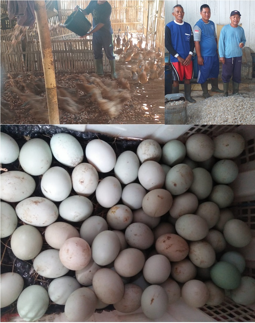 Paguyuban Peternak Bebek Cilacap